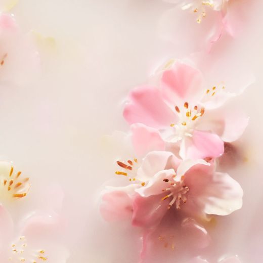 The Ritual of Sakura - Medium Gift Set 23