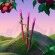 Oral Flirtation Color Pencil